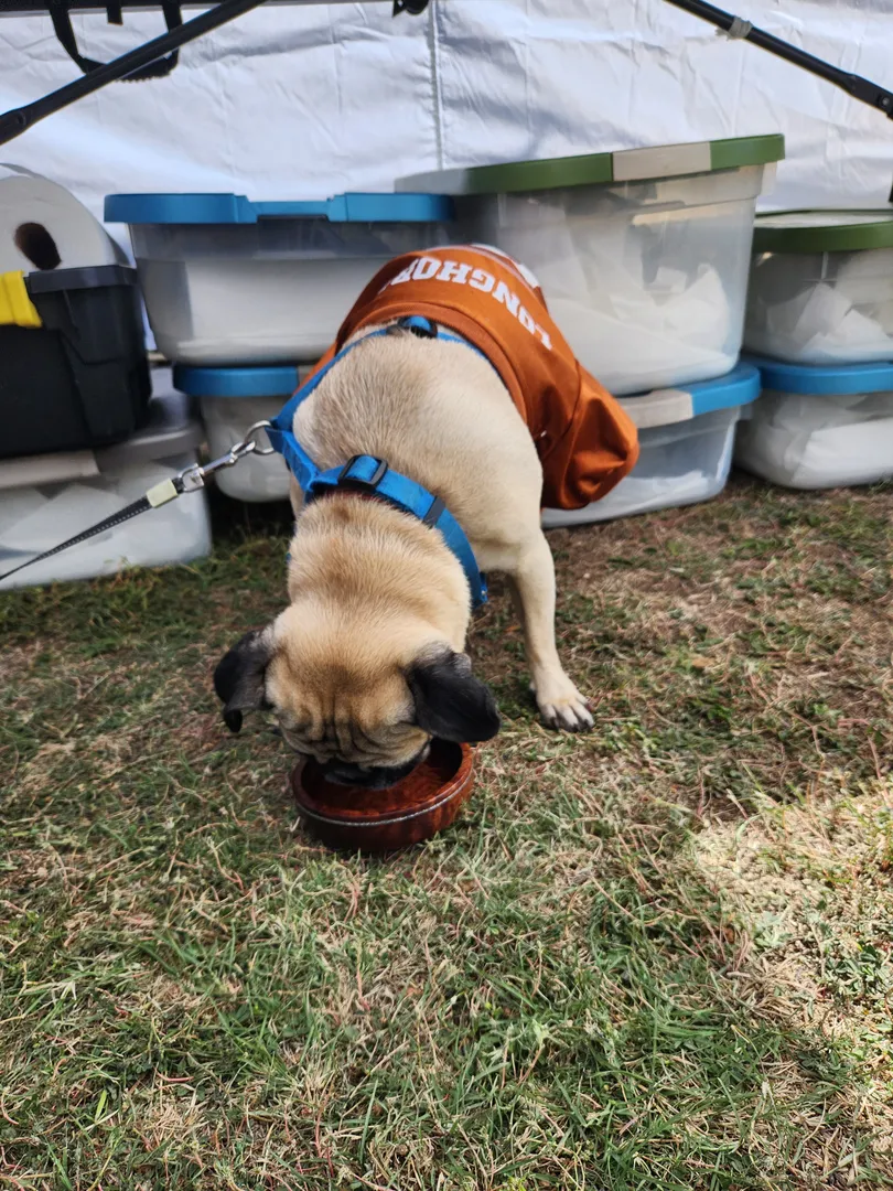 Visiting pug drinking in style