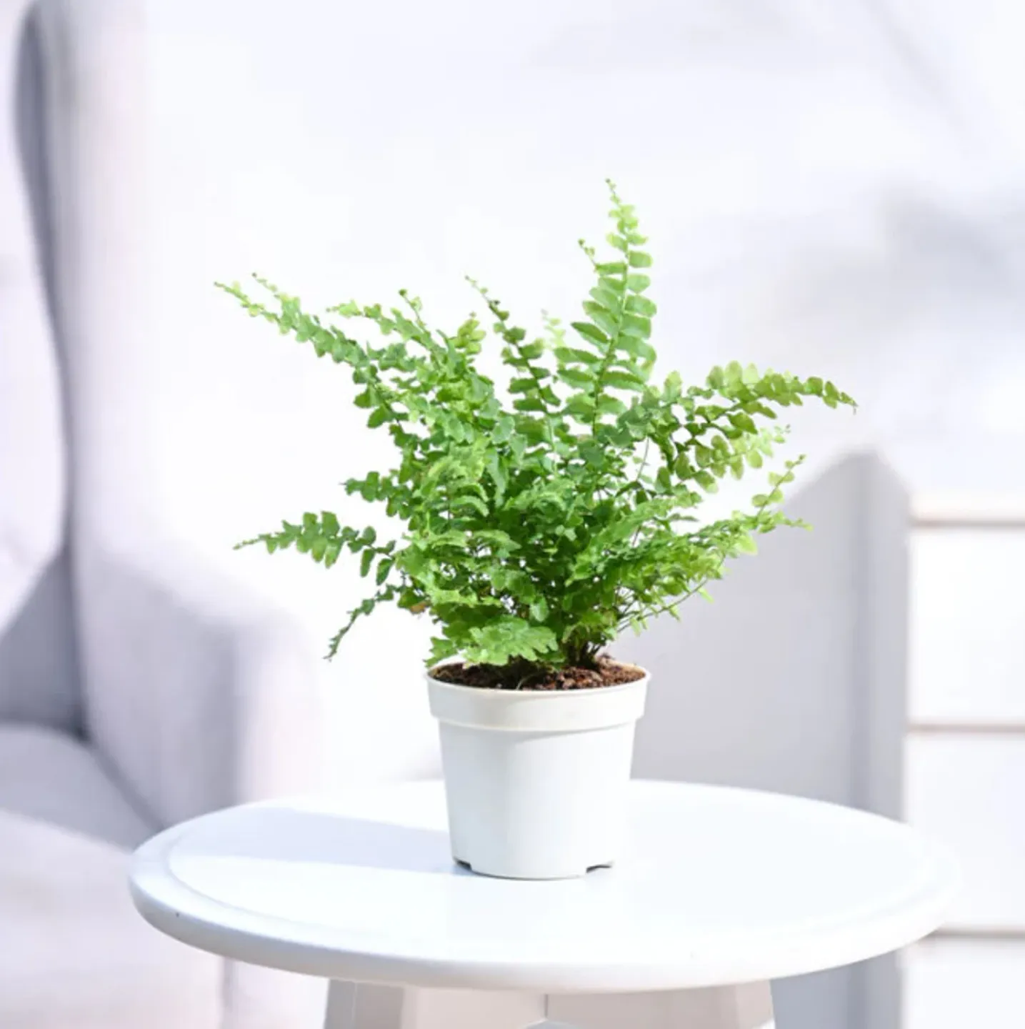 selected image for product