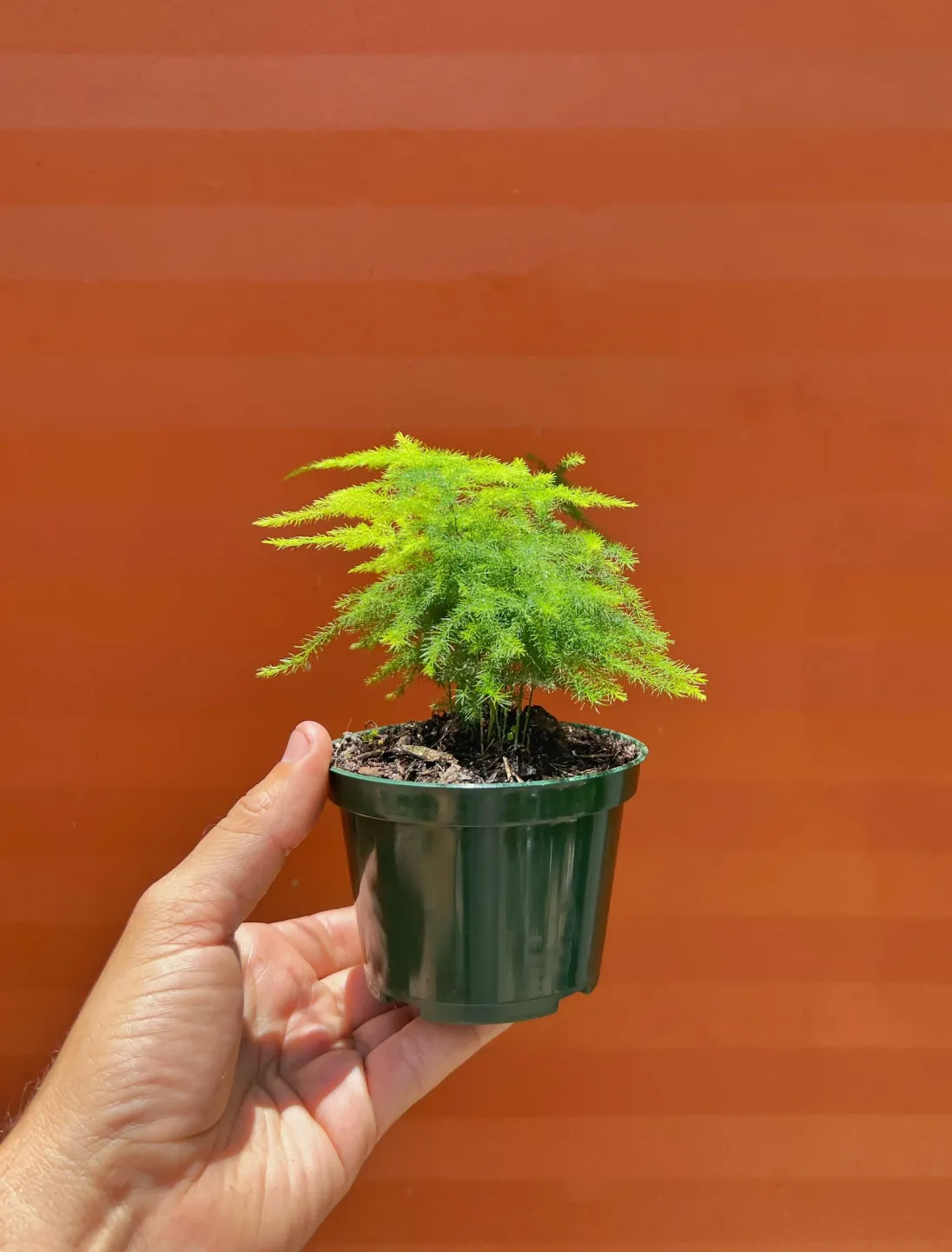 selected image for product