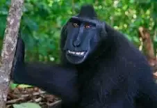 selected image for product