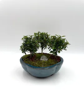 tab for image gallery