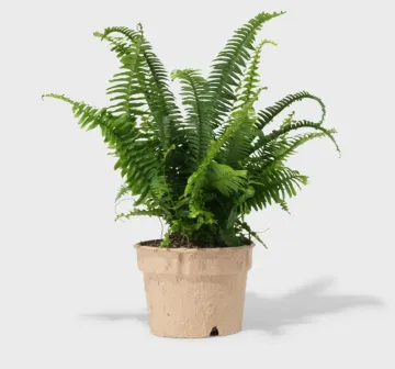 tab for image gallery