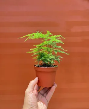 tab for image gallery