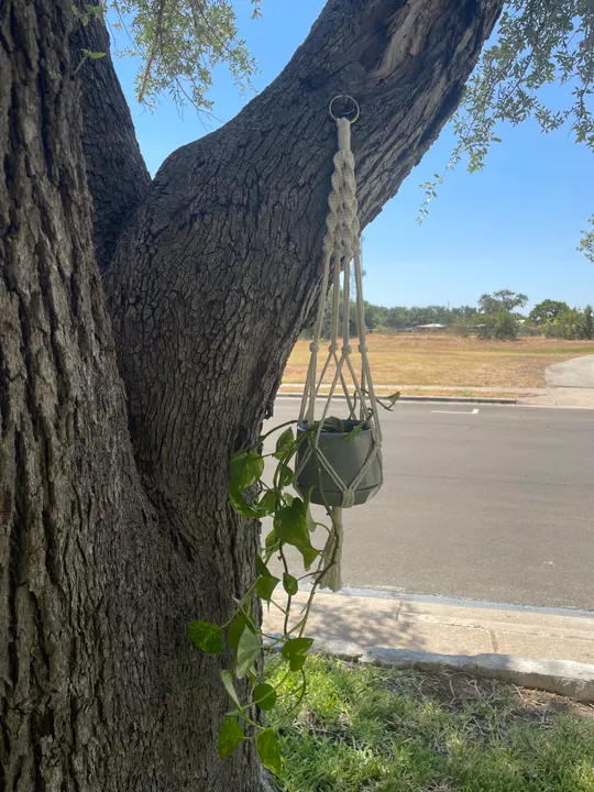 Macramé plant hanger
