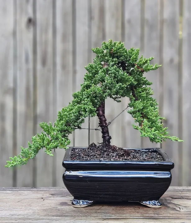 Bonsai Japanese Juniper tree in a 8” black ceramic pot with cloud feet