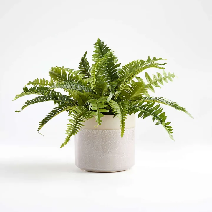 Boston Fern 'Compacta' in 4" or 6” inch Pot - Live Fern- Indoor & Outdoor Live House plant | Easy Care Starter Plant