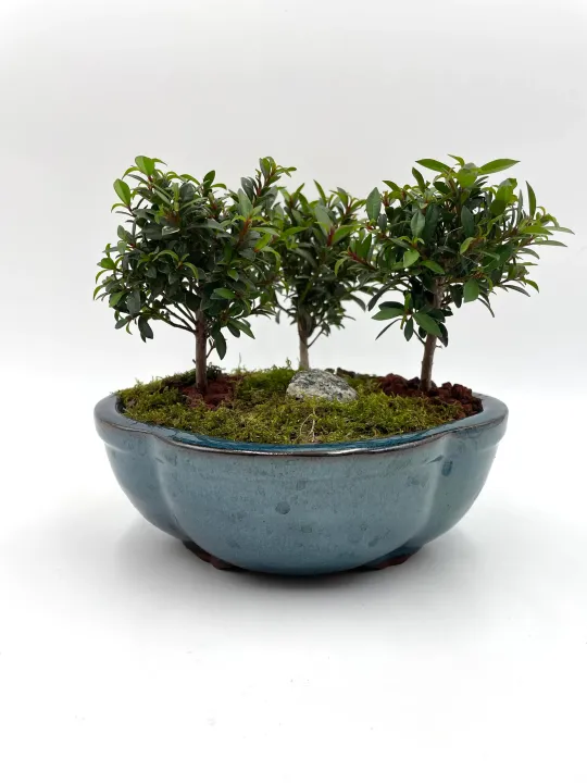 Brush Cherry Flowering Bonsai Tree Forest, Live Moss with a pathway, Free Shipping + Gift for Mother's Day