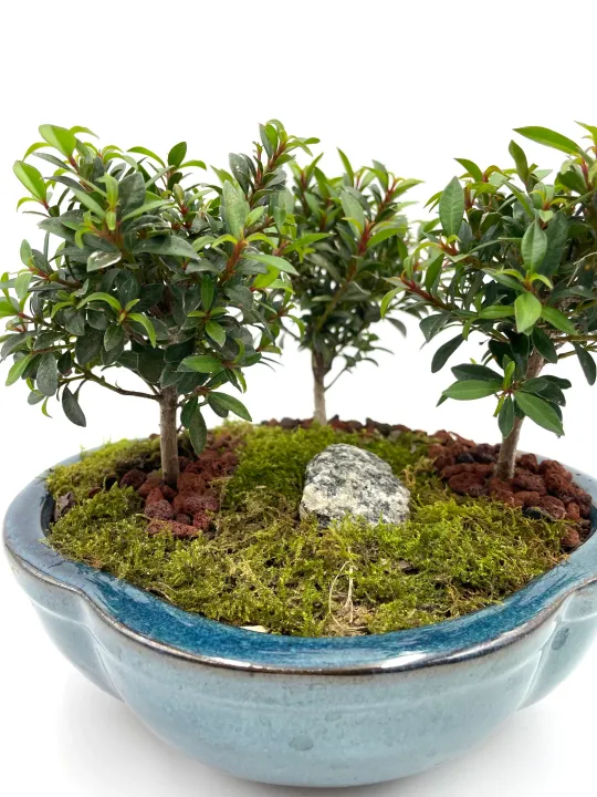 Brush Cherry Flowering Bonsai Tree Forest, Live Moss with a pathway, Free Shipping + Gift for Mother's Day