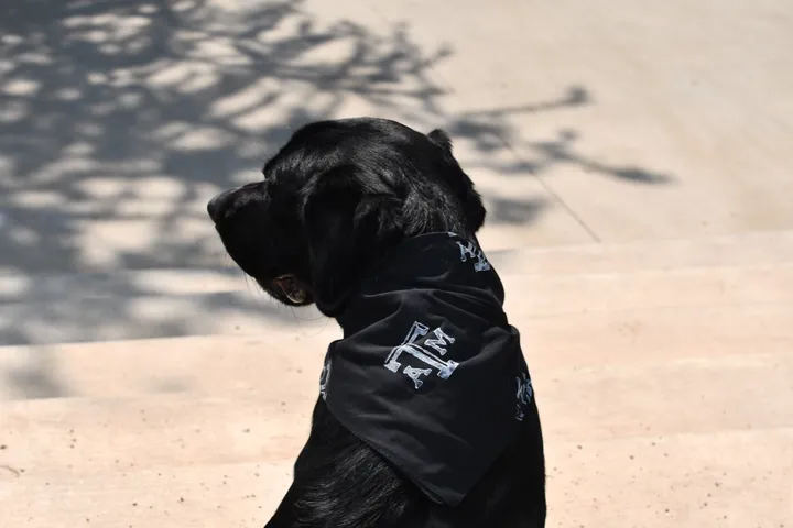 Texas A&M Block T Bandanas