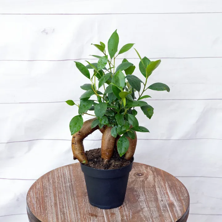 LIVE 4 inch pot Ficus Bonsai plant, Funny new doctor gift, Plant lover gift, Gardening gift, Plant mom dad gift, Mother's day, Office gift