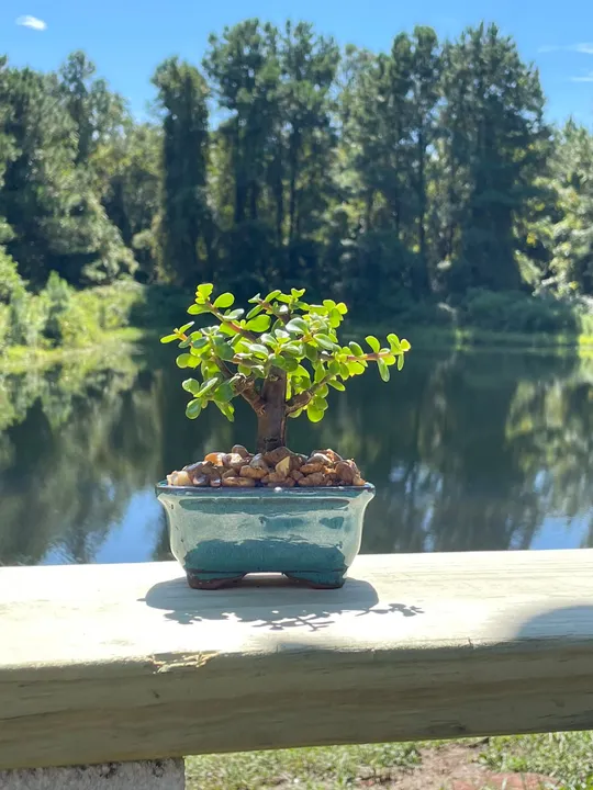 Bonsai Tree Tableau - 13 - Tree Portrait, Tree Wall Art, Tree Wall Decor, Wallboard, Home Decoration, Handmade