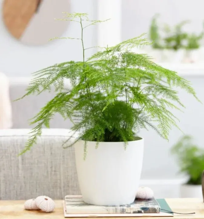 Plumosa Fern in 4" or 6” inch Pot - Live Asparagus Plumosus Nana Lace Fern- Indoor & Outdoor Live House plant | Easy Care Plant