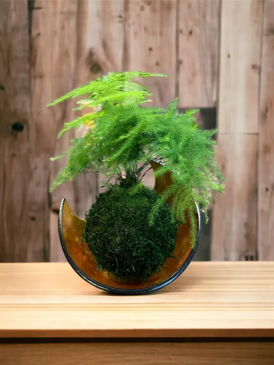 Small Asparagus fern Kokedama